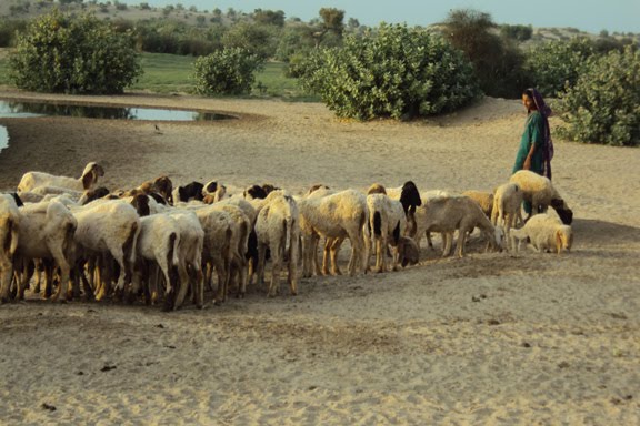 Tharparkar Sheep Sick But Sold in Mithi, Eaten in Karachi